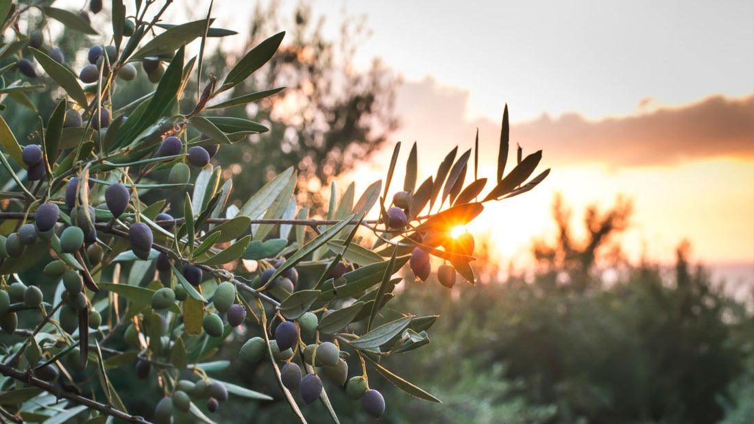 Quelle huile d'olive bio choisir ?